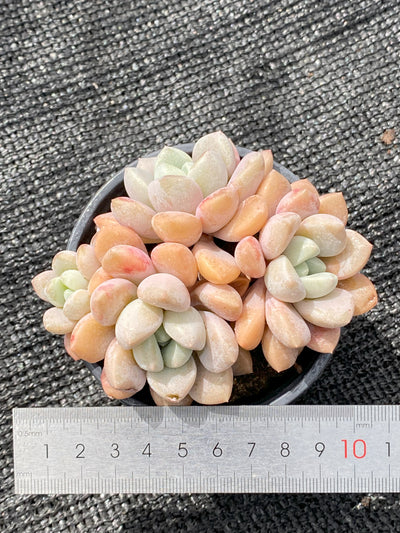TH633     多肉植物     （30株）セット