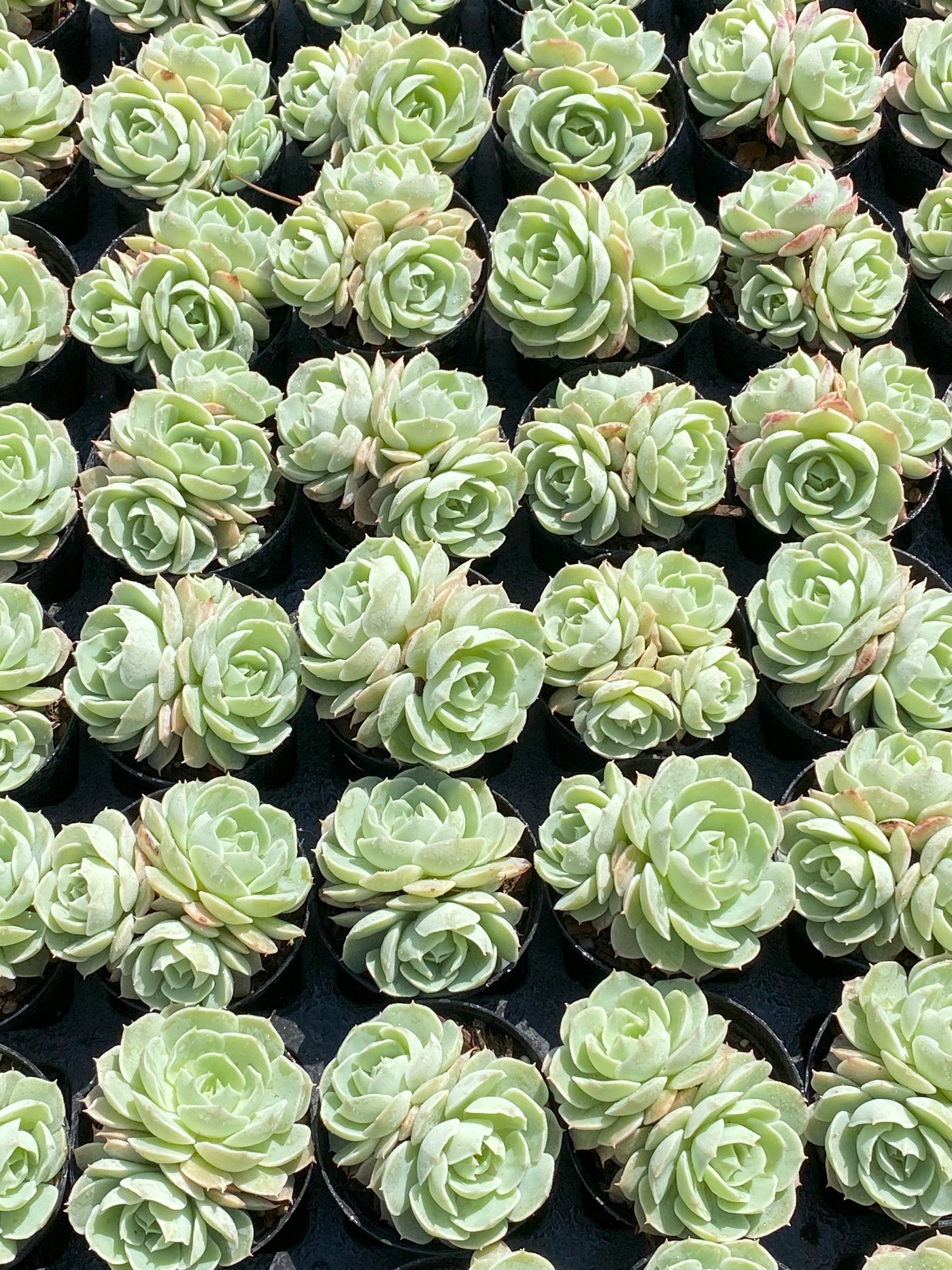 TH640     多肉植物     （30株）セット