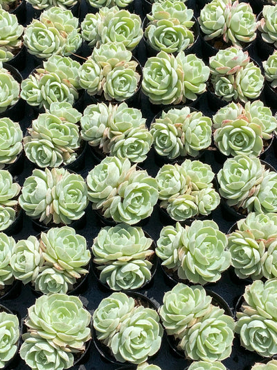 TH640     多肉植物     （30株）セット