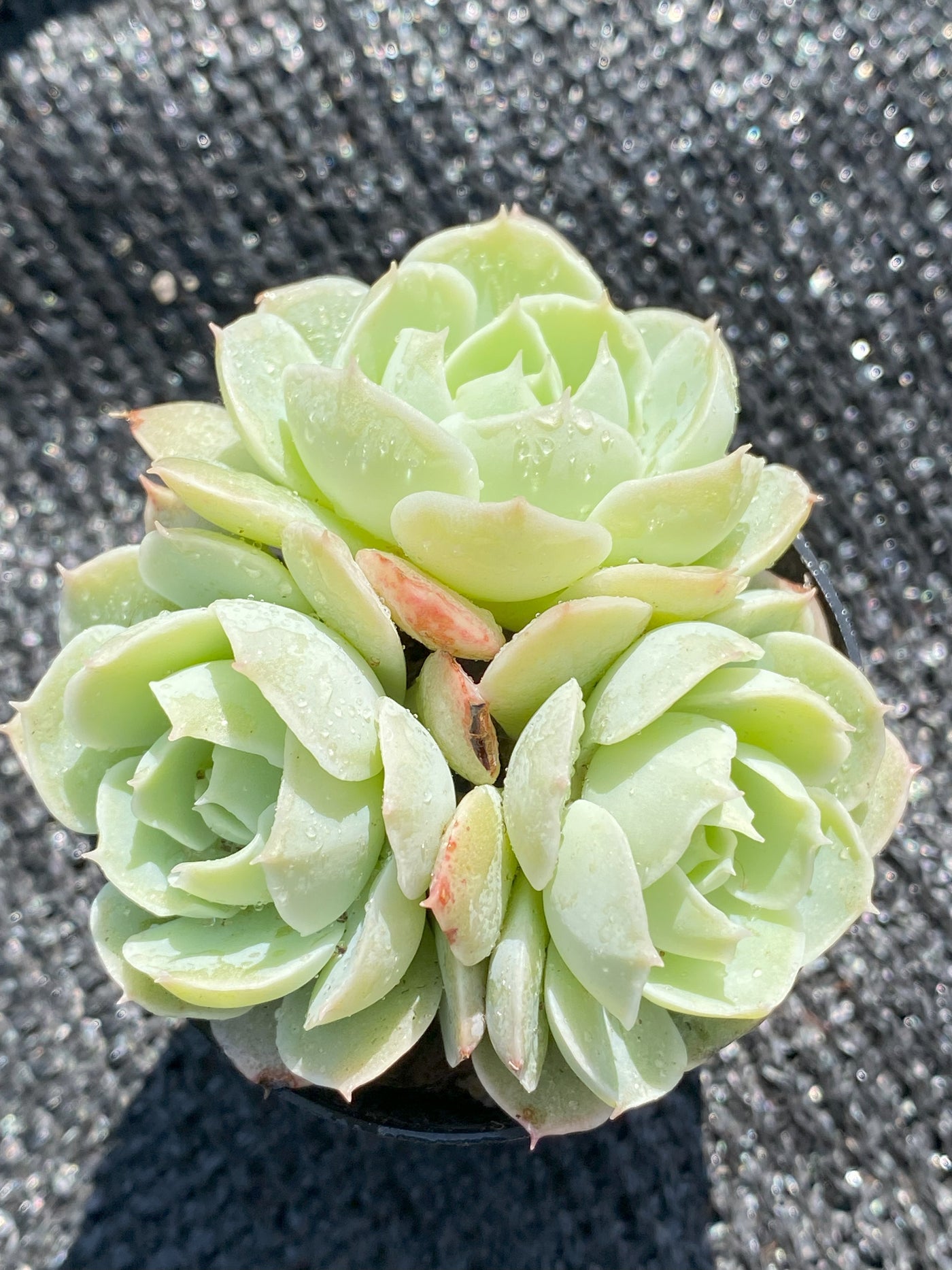 TH640     多肉植物     （30株）セット