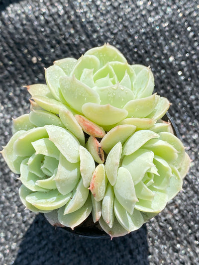 TH640     多肉植物     （30株）セット