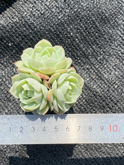 TH640     多肉植物     （30株）セット
