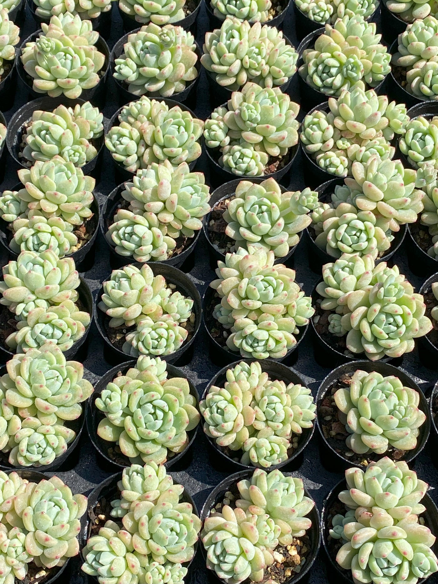 TH638     多肉植物     （48株）セット