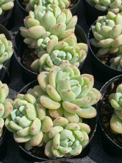 TH638     多肉植物     （48株）セット
