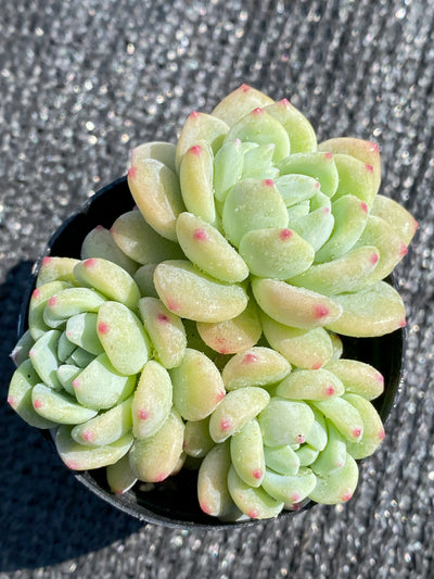 TH638     多肉植物     （48株）セット