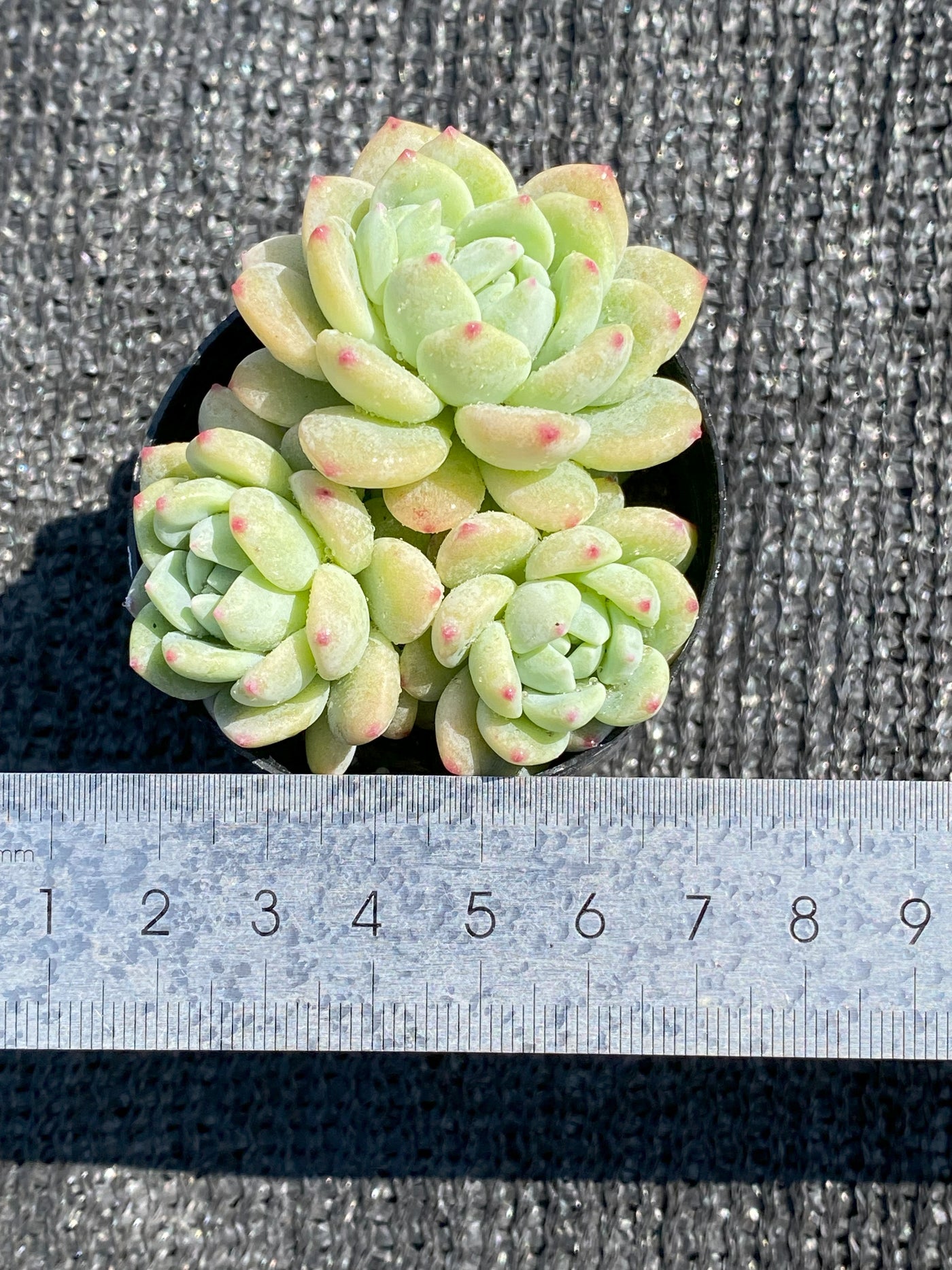 TH638     多肉植物     （48株）セット