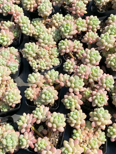 TH654     多肉植物     （40株）セット