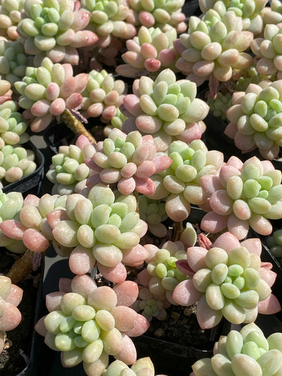TH654     多肉植物     （40株）セット