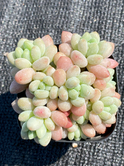 TH654     多肉植物     （40株）セット
