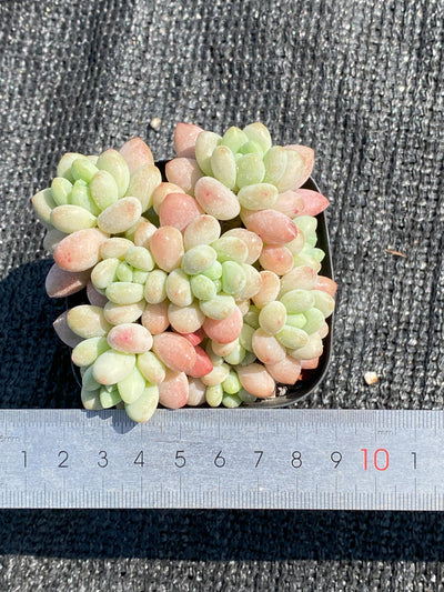 TH654     多肉植物     （40株）セット