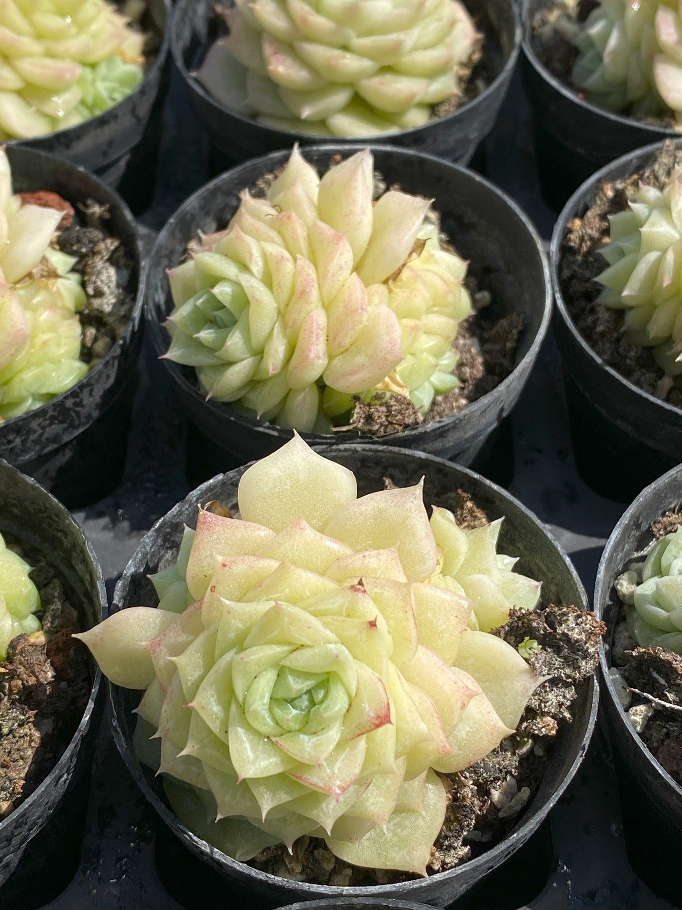 TH642     多肉植物     （48株）セット