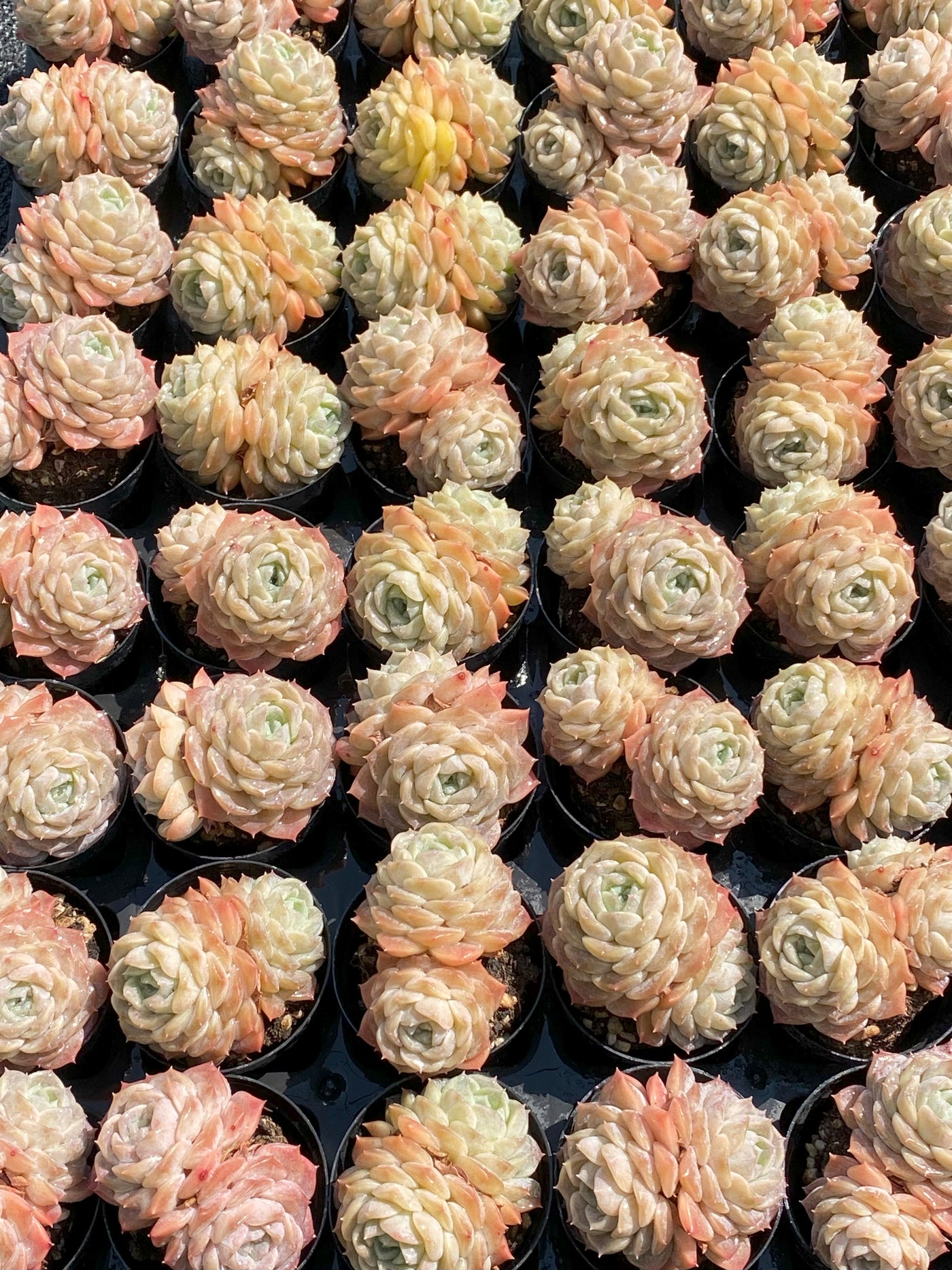TH643     多肉植物     （30株）セット