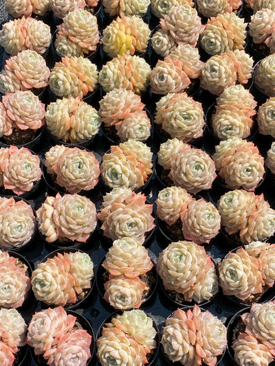 TH643     多肉植物     （30株）セット