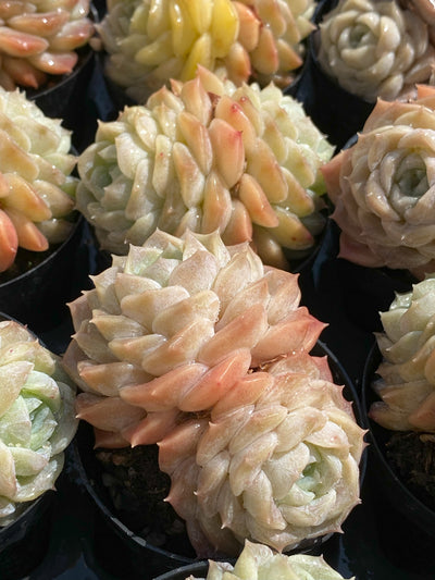 TH643     多肉植物     （30株）セット
