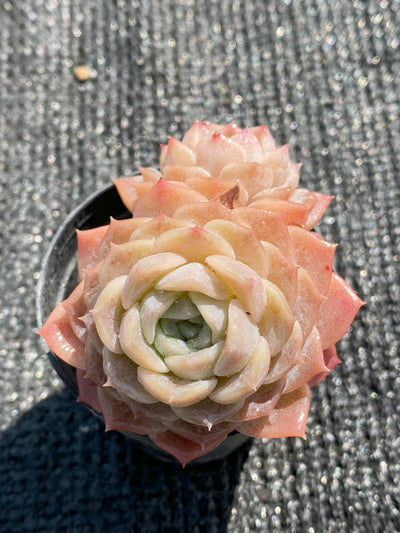 TH643     多肉植物     （30株）セット