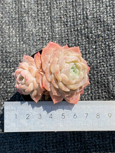TH643     多肉植物     （30株）セット