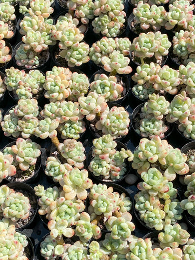 TH639     多肉植物     （25株）セット