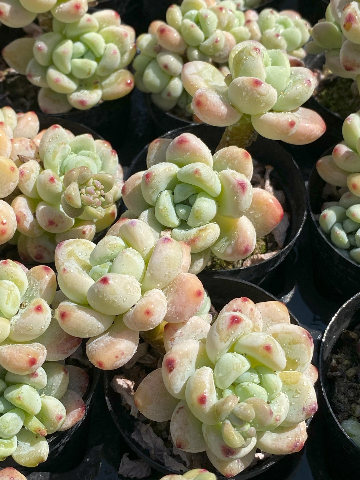 TH639     多肉植物     （25株）セット
