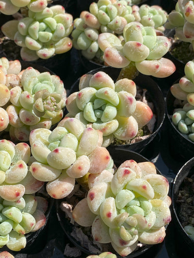 TH639     多肉植物     （25株）セット