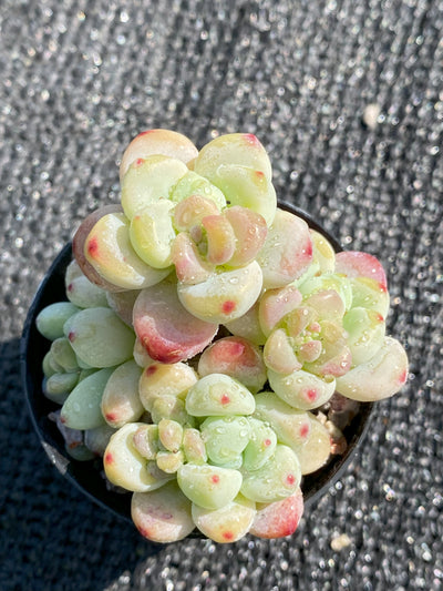 TH639     多肉植物     （25株）セット
