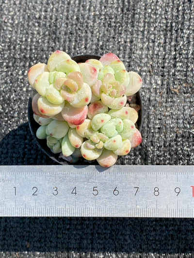 TH639     多肉植物     （25株）セット