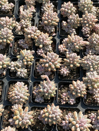 TH652     多肉植物     （30株）セット
