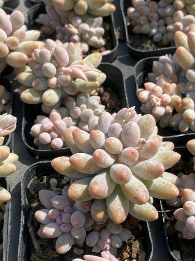 TH652     多肉植物     （30株）セット