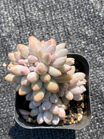 TH652     多肉植物     （30株）セット