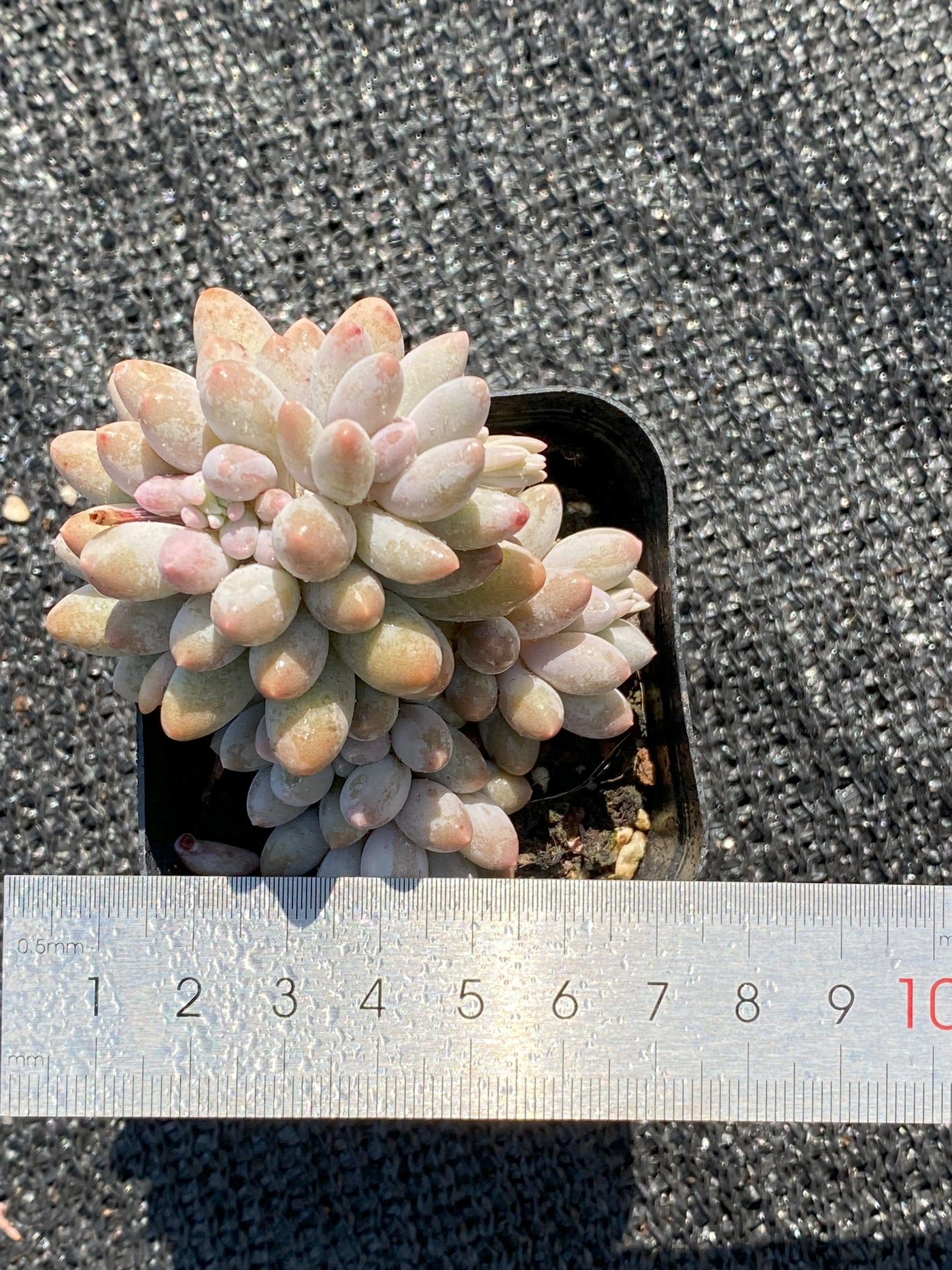 TH652     多肉植物     （30株）セット