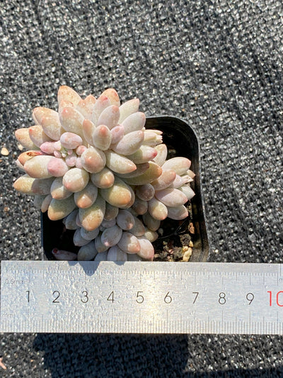 TH652     多肉植物     （30株）セット