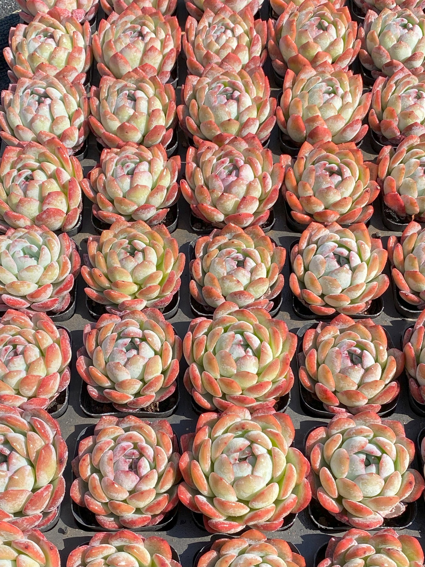 TH645     多肉植物     （40株）セット