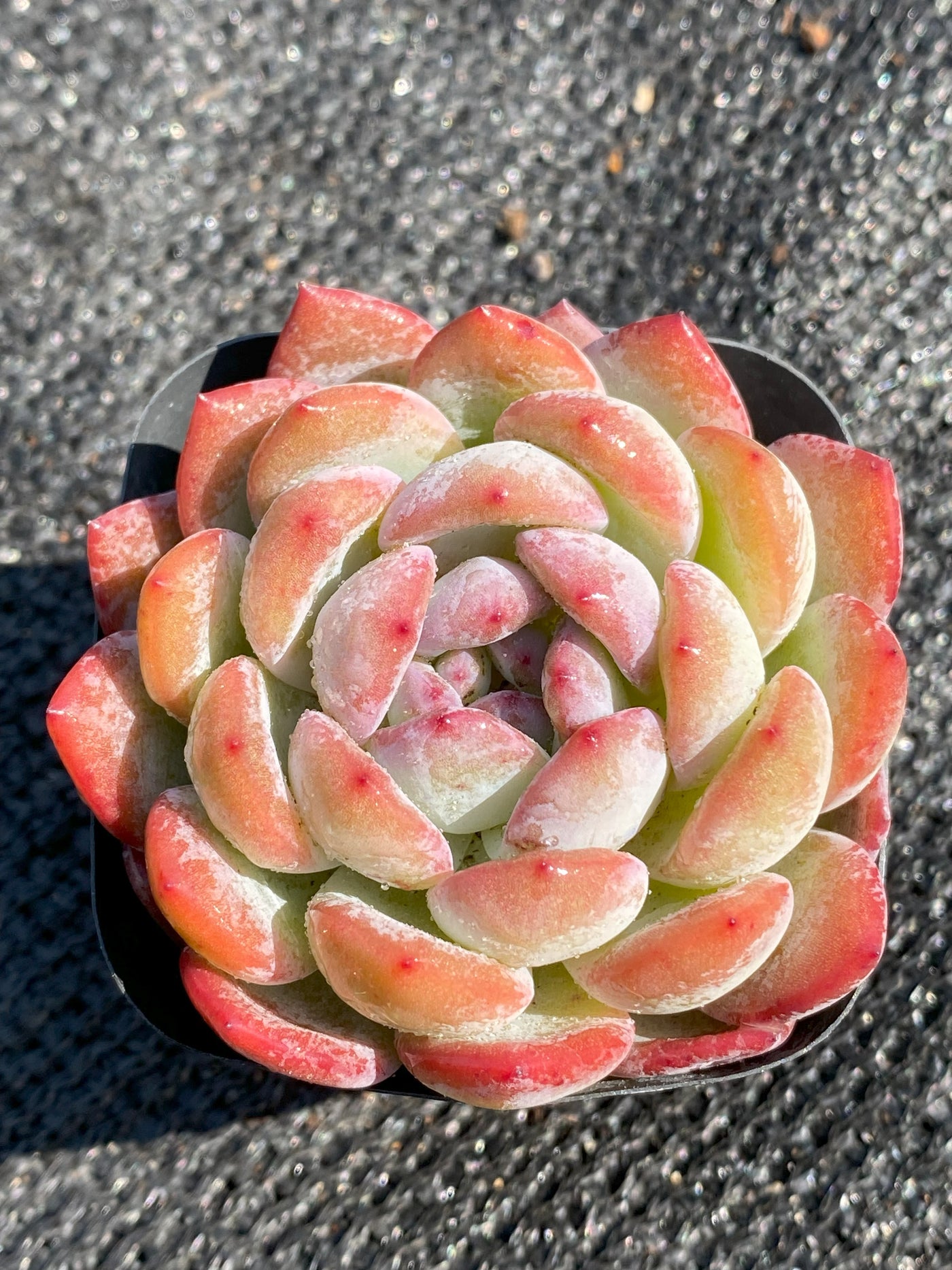 TH645     多肉植物     （40株）セット