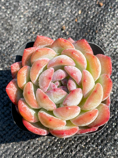 TH645     多肉植物     （40株）セット
