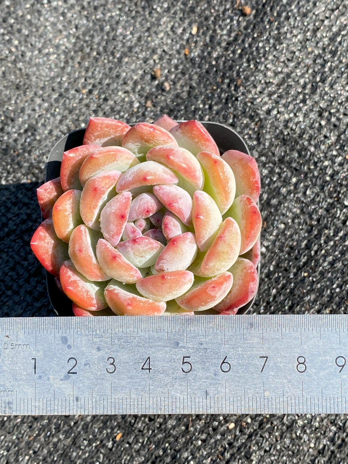 TH645     多肉植物     （40株）セット