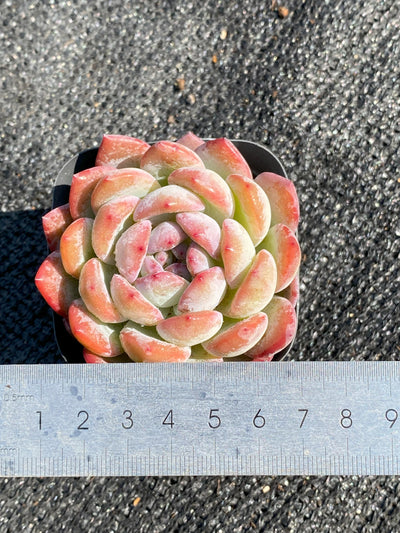 TH645     多肉植物     （40株）セット