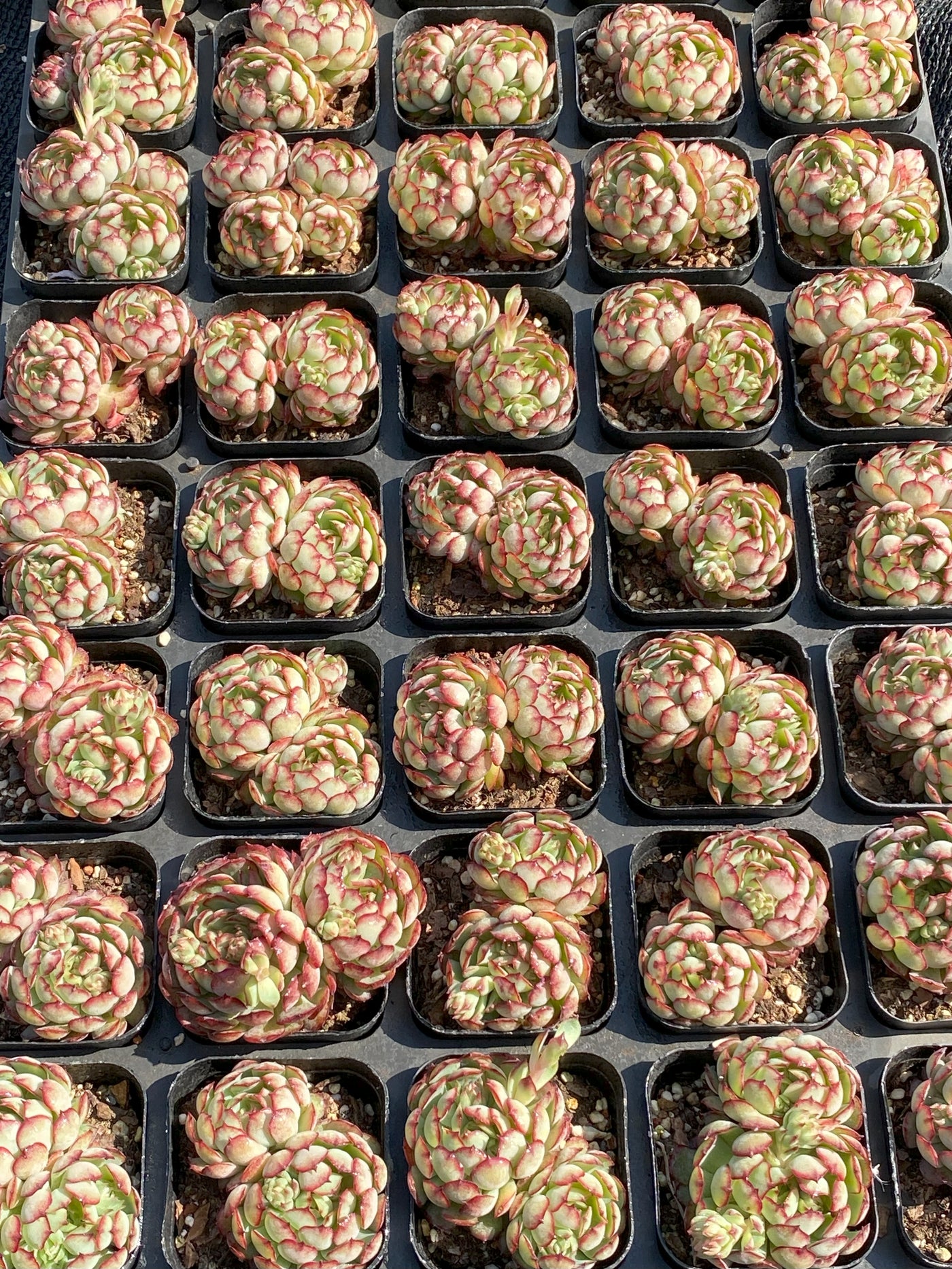 TH662     多肉植物     （35株）セット