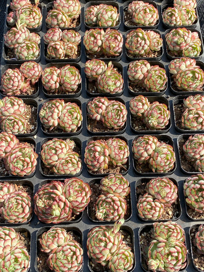 TH662     多肉植物     （35株）セット