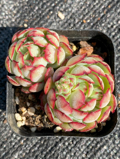 TH662     多肉植物     （35株）セット