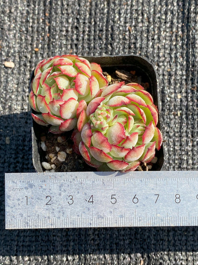 TH662     多肉植物     （35株）セット