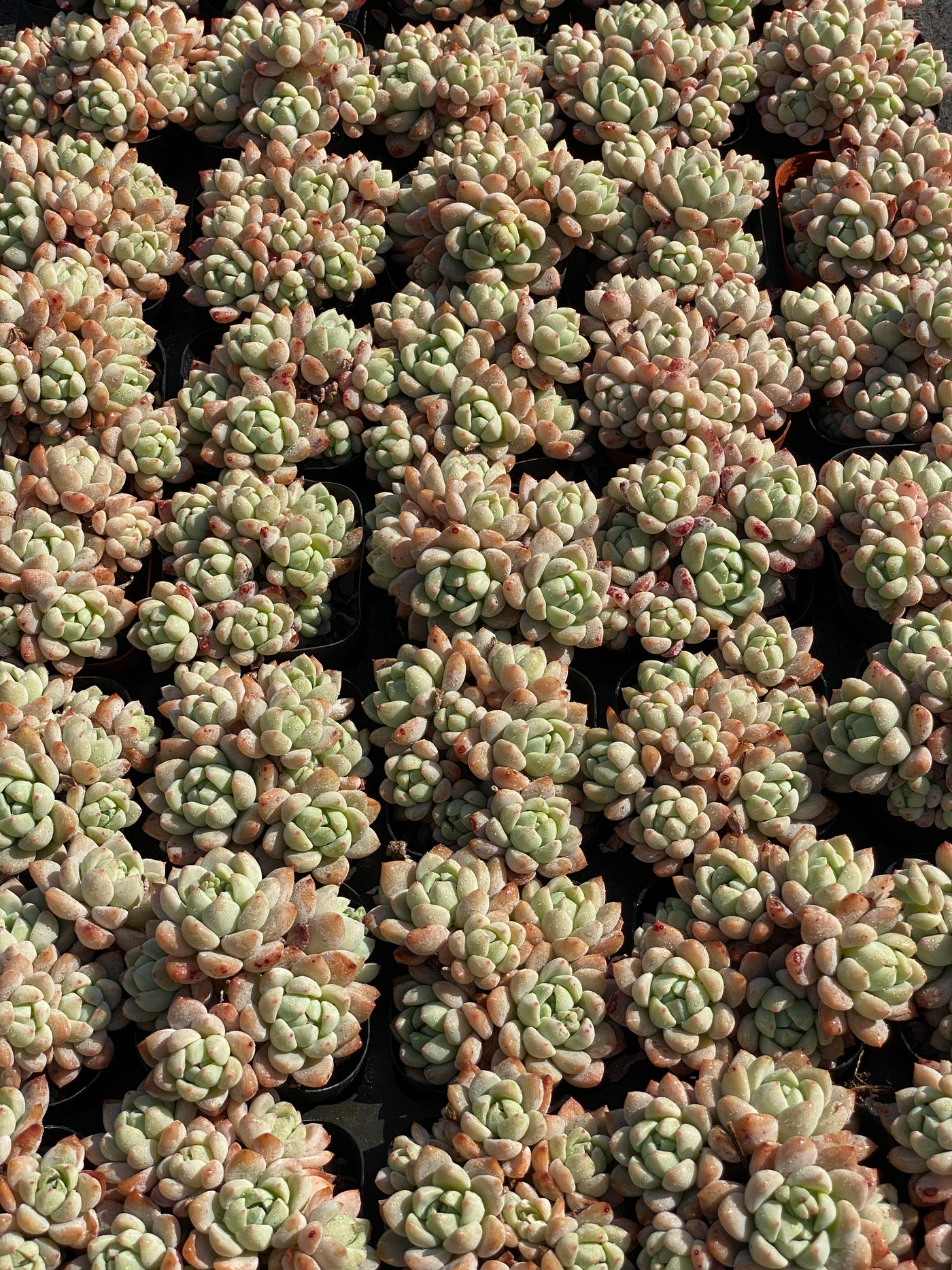TH646     多肉植物   スモールピーチ  （48株）セット