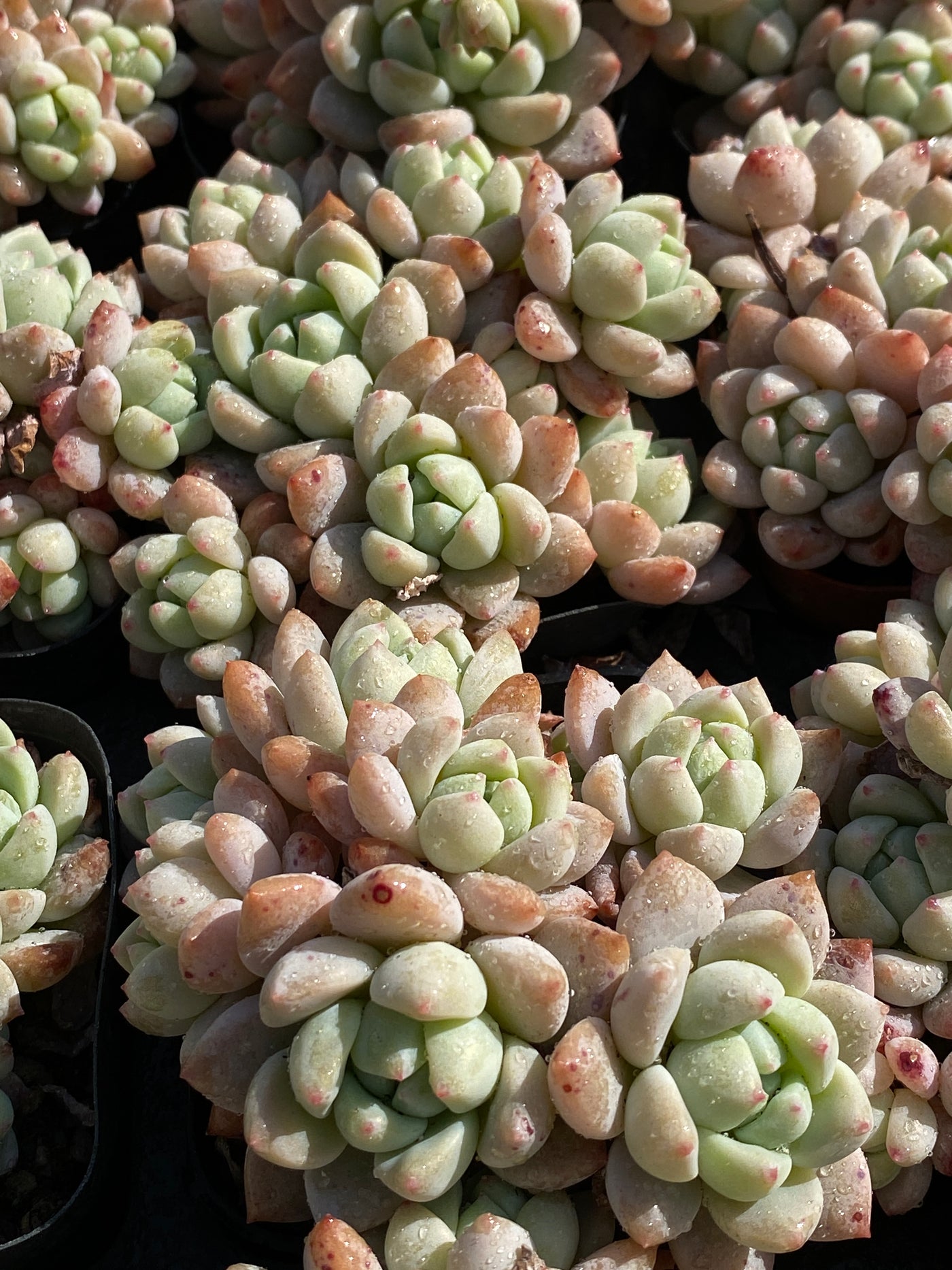 TH646     多肉植物   スモールピーチ  （48株）セット