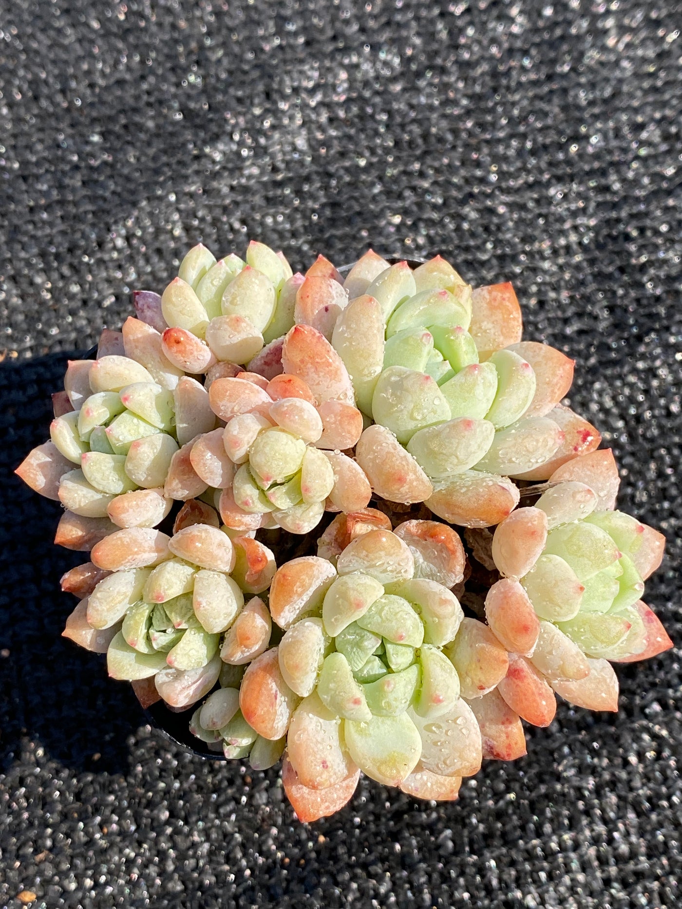 TH646     多肉植物   スモールピーチ  （48株）セット