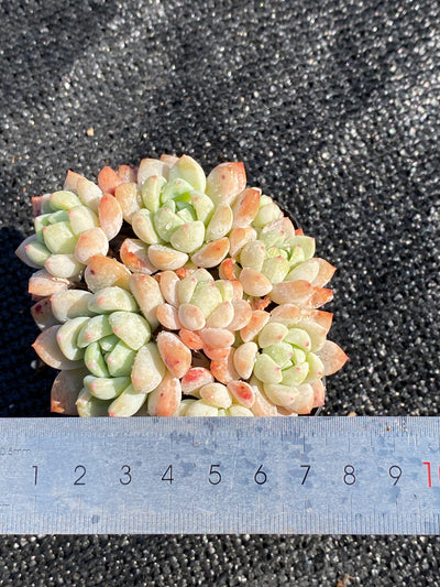 TH646     多肉植物   スモールピーチ  （48株）セット