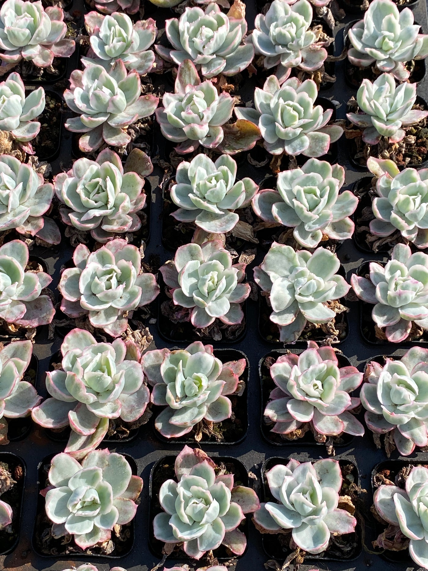 TH628     多肉植物     （42株）セット