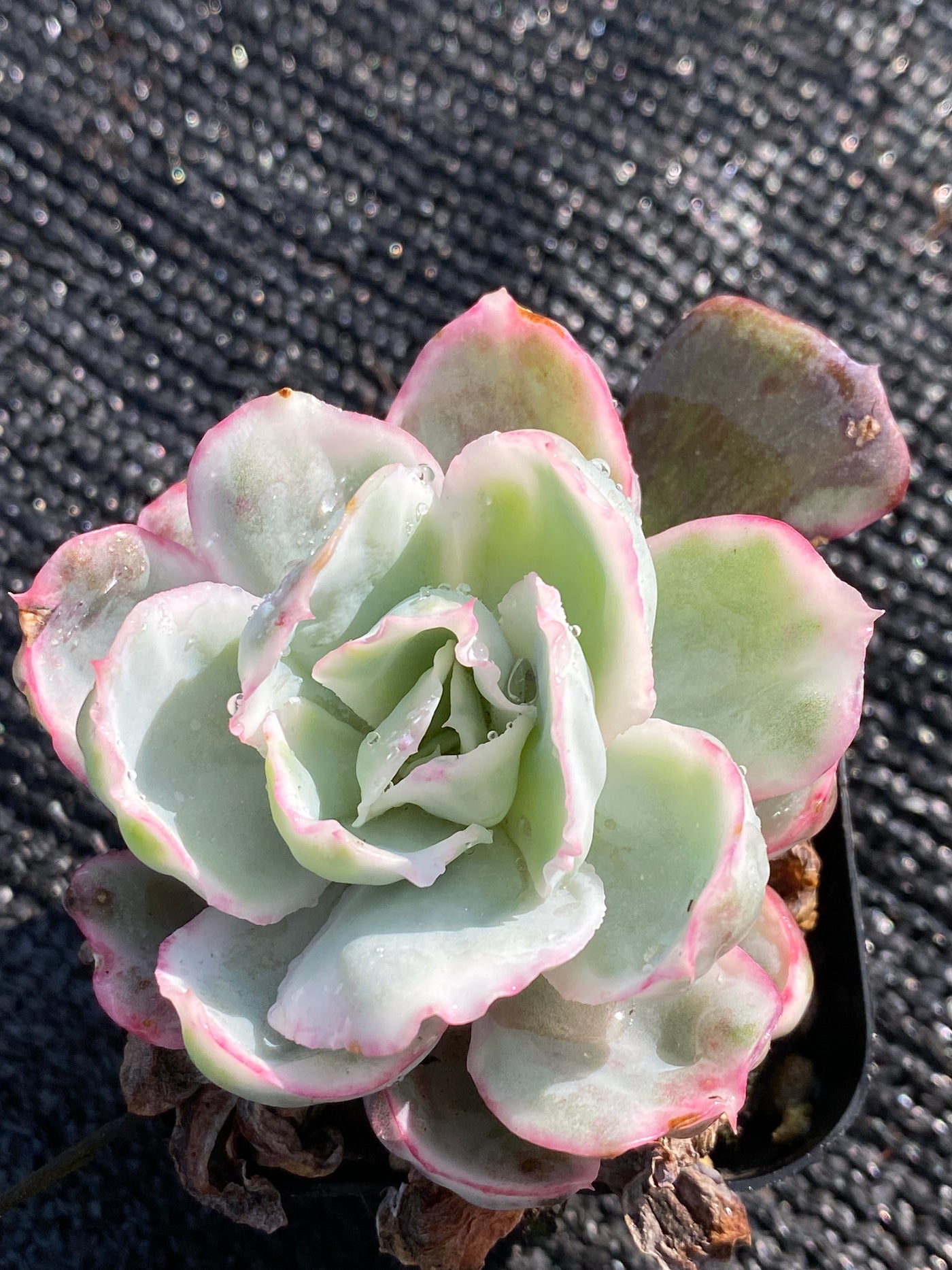 TH628     多肉植物     （42株）セット