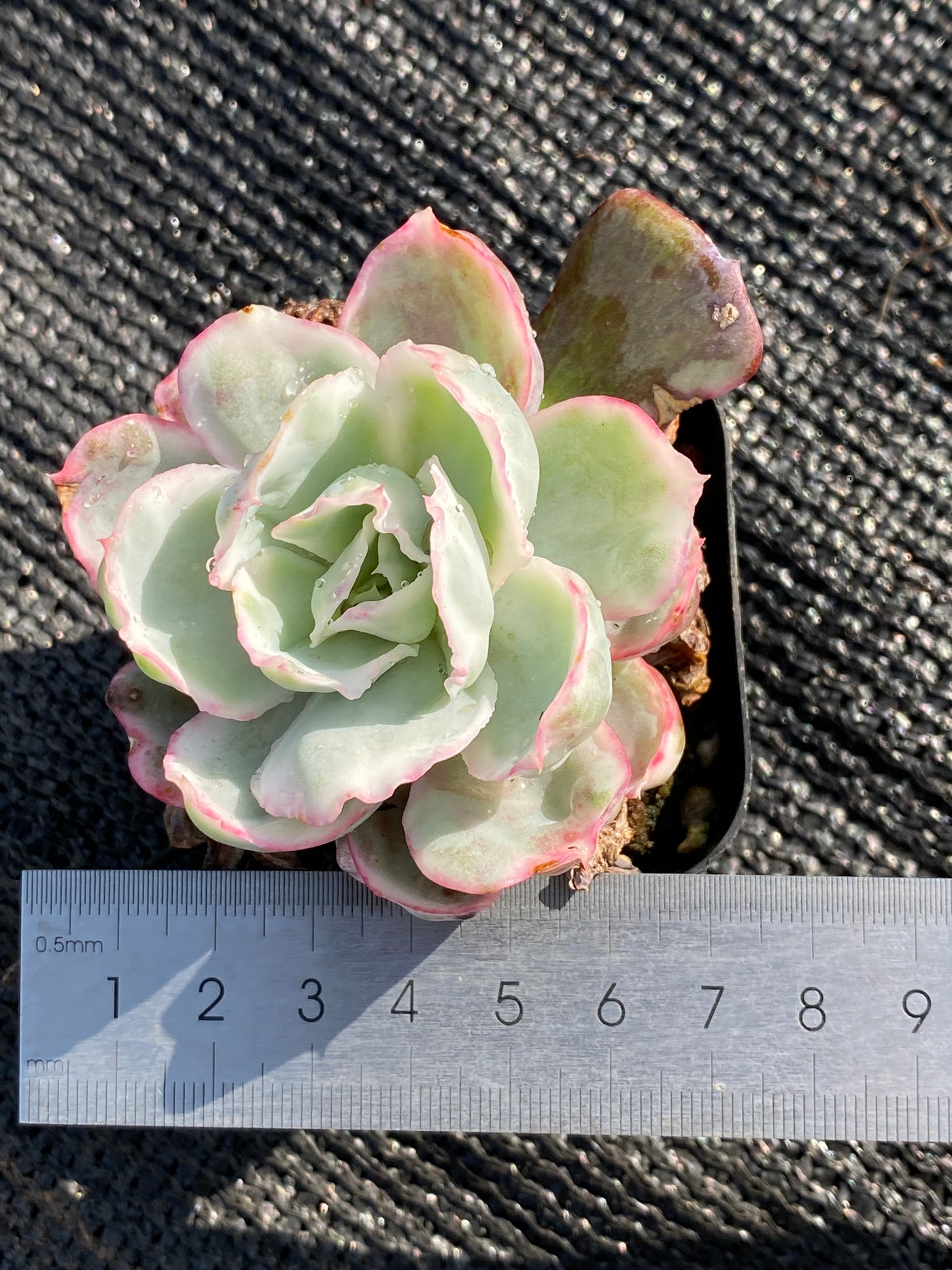 TH628     多肉植物     （42株）セット