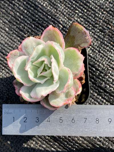 TH628     多肉植物     （42株）セット