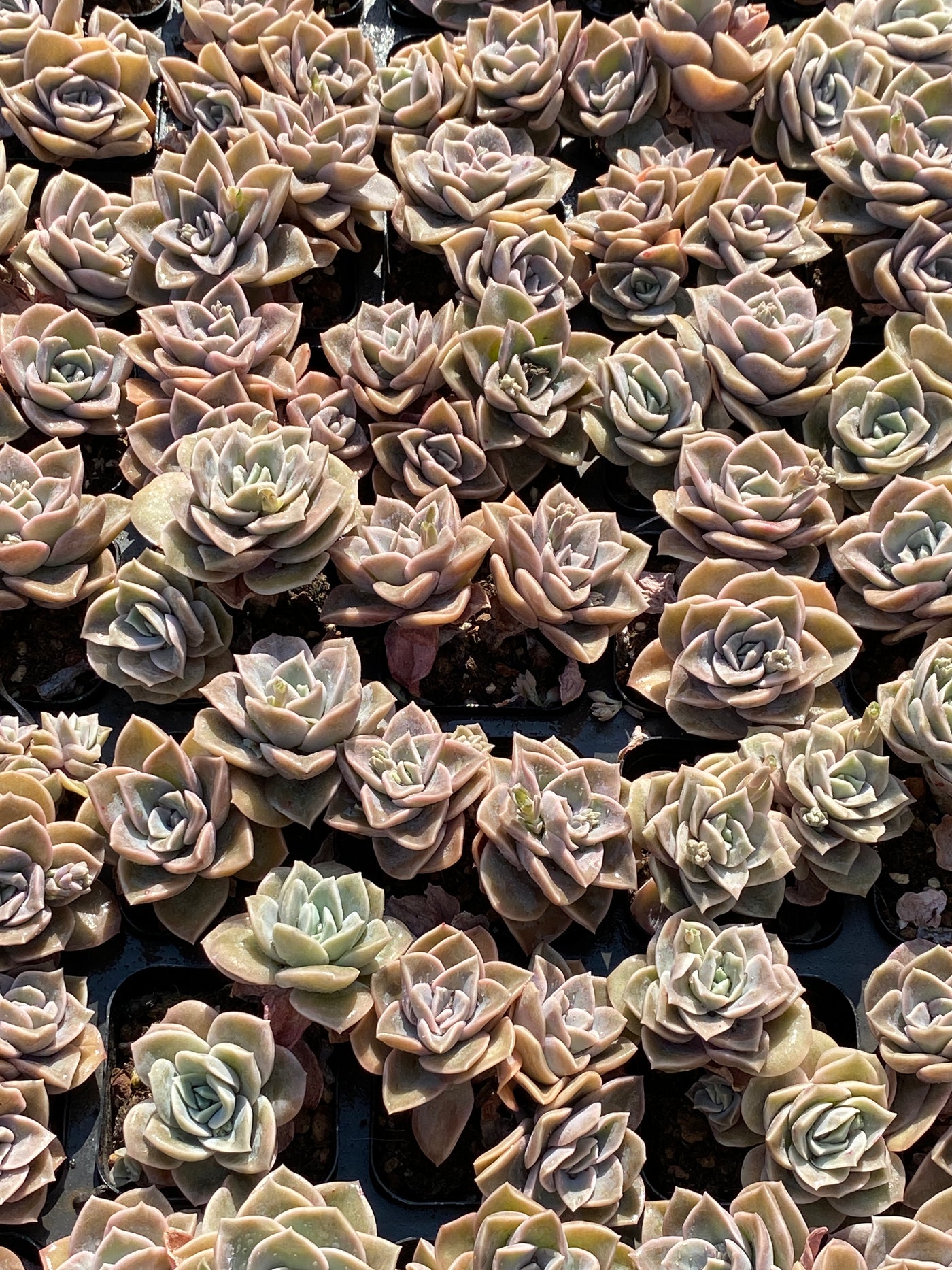 TH650     多肉植物     （56株）セット