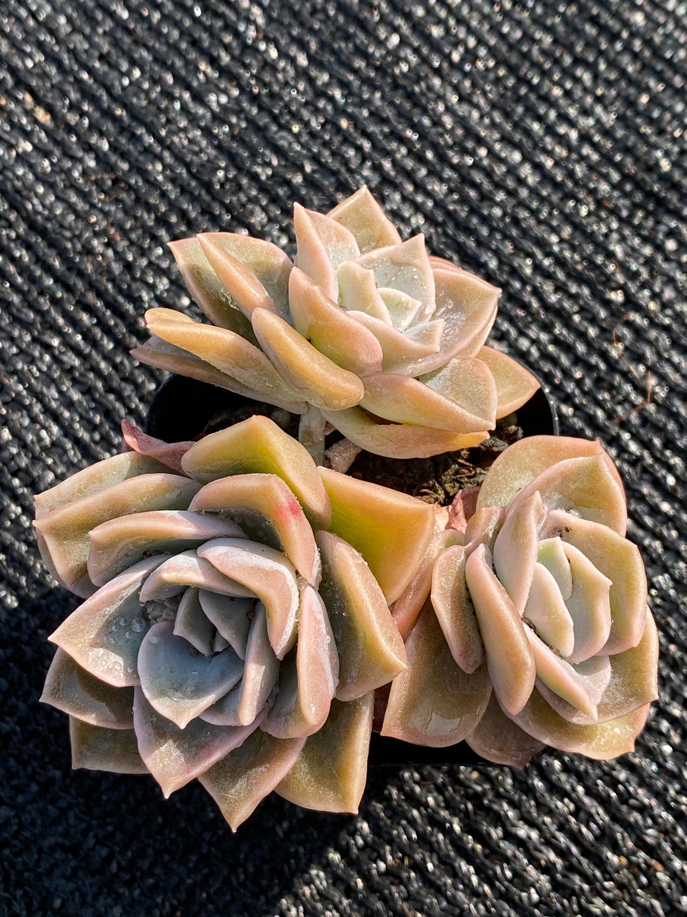 TH650     多肉植物     （56株）セット