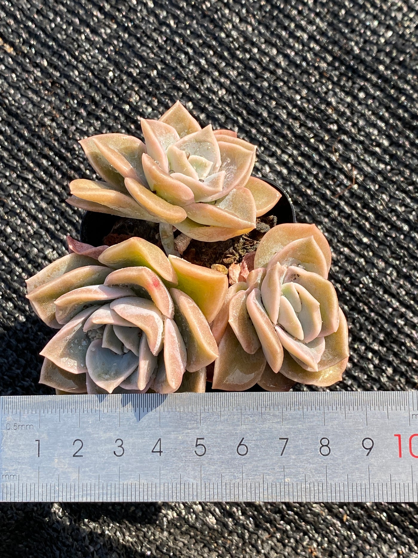 TH650     多肉植物     （56株）セット